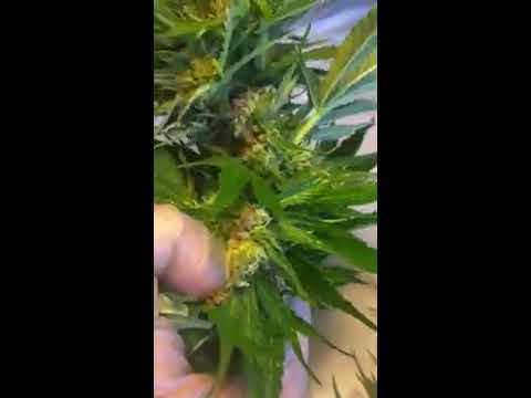 What does bud rot look like, how to tell if your pot plants have moldy mildew