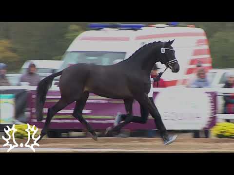 Trakehner Hengstmarkt Kat. Nr. 32  Hengst " Kronberg" *2017