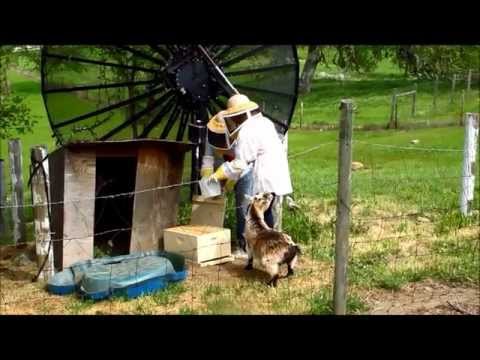 Beekeeping Goat Gets Stung