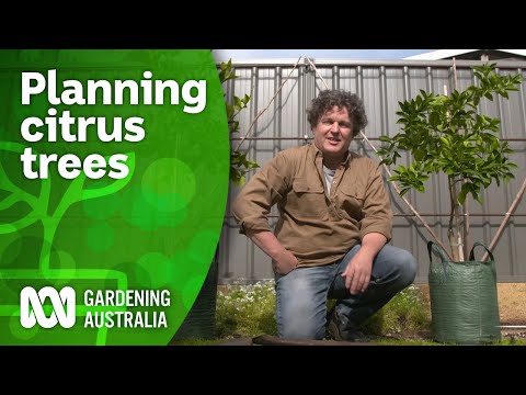 How you can grow a citrus tree anywhere 🍋 | Citrus | Gardening Australia