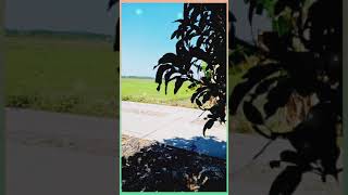 Download lagu Story Wa 'Hello Kekasih' ( Meriam Bellina ) https://youtu.be/1ylVdeLunF4 mp3