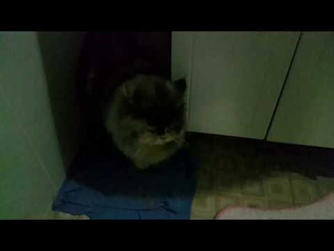 Awesome funniest cat zoya love her baby cats | pets lover