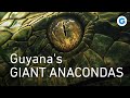 A Deadly Encounter In The Wild Guyana S Giant Anacondas Wildlife Documentary