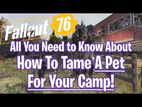 Fallout 76 Tame a Pet For Your C.A.M.P! All You Need to Know -Improved Editon!