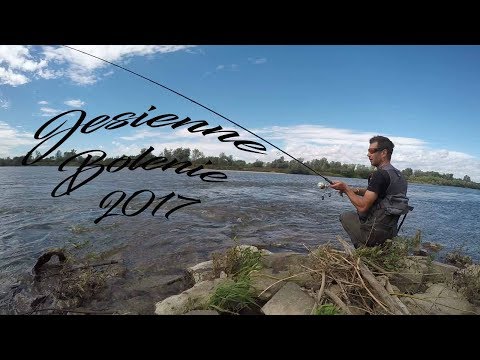 Jesienne bolenie z Wisły | Łowie Bolenie na woblery |ASP Fishing