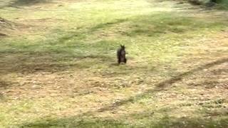 野生のエゾリス　離れた所から私を見つけて