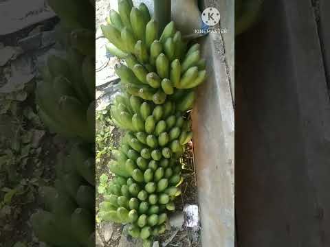 Pisang jaran#shortsfeed