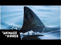 Ushaka Territoire du Grand Requin Blanc - Afrique du Sud