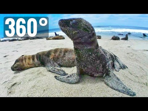 [360° video] Seals - Sea Lions 360 degree San Diego VR Box Oculus Go