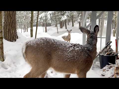 숲 속 친구들 데려온 루루