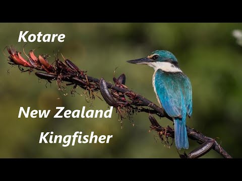 New Zealand Kingfisher