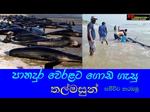 Whales @ Panadura Beach srilanka  RR production with Ruwan vlogs