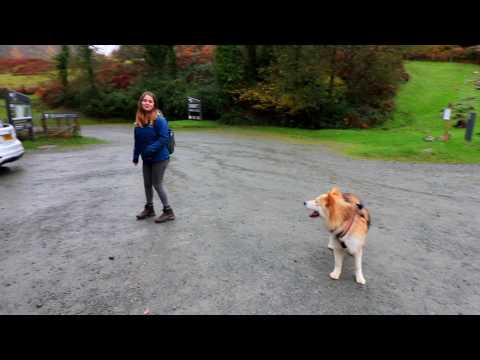 Dedicated to Timbers, His First Birthday - WALES