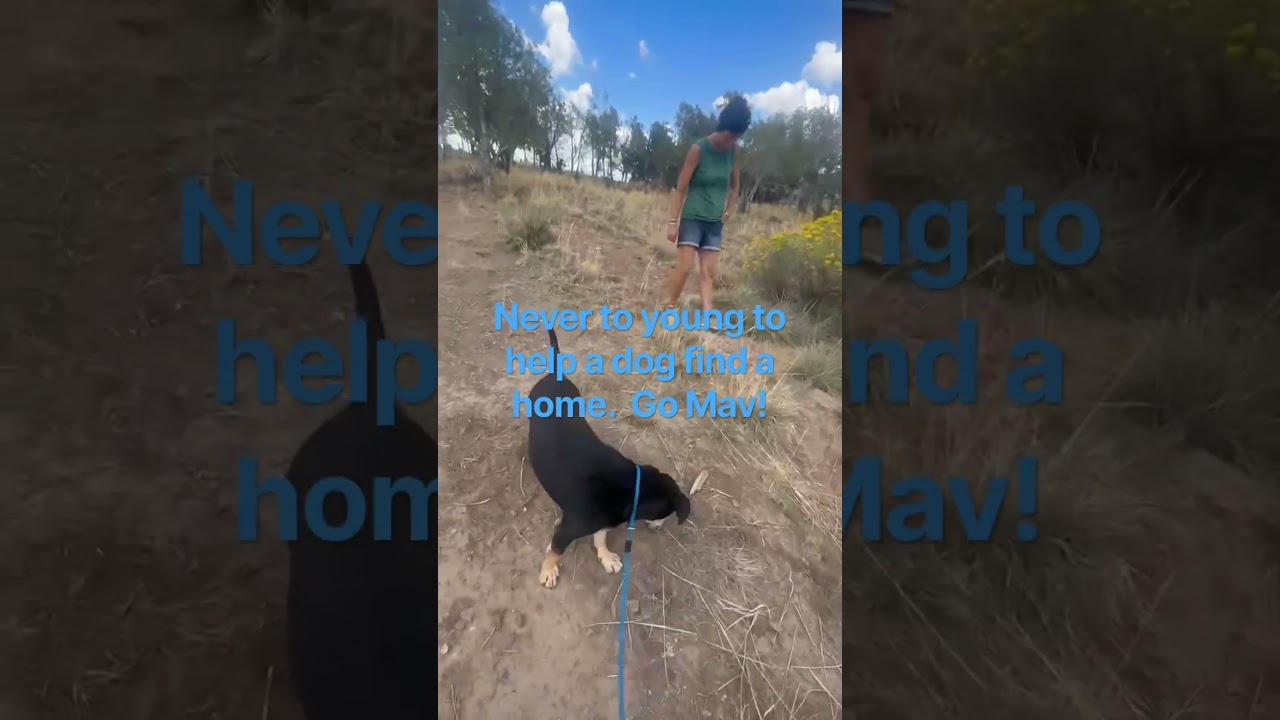 Enlarge Rocky, a Adoptable mixed breed in Durango, CO video 2/3