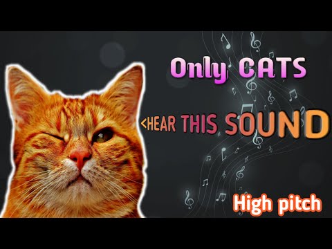 THE SOUND that ONLY CATS can HEAR, High Pitch Sound Only Cats Can Hear, Cat Sound, 😽Cat Reaction