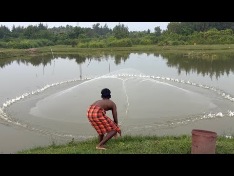 Unbelievable Cast Net Fishing Videos - Catching Lot of fish by cast net | Net fishing videos 