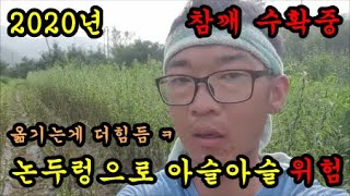 참깨수확하는방법과 참깨수확시기를 이야기 해보았습니다