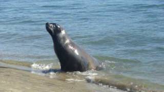 preview picture of video 'Seals at Surat Bay, South Island New Zealand'