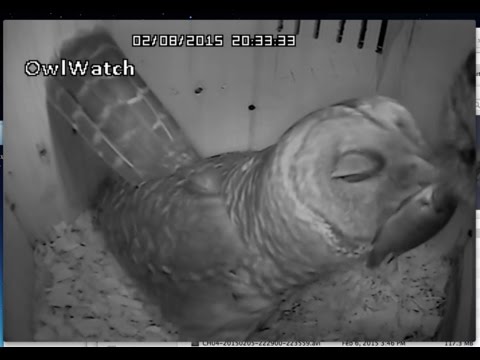 Barred Owls - fish 2015 02/08 20:33