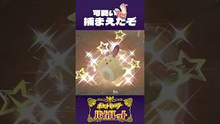 オオタチ好きな、オオタチオタク【ポケモンSV】