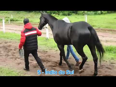 J C Palmitinho - Apresentação do GP Estância dos Carreteiros - 1° Penca Senhores do Turfe 