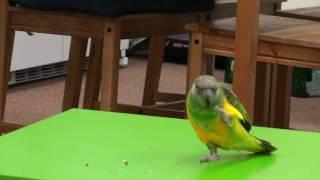 Kili Senegal Parrot - Wave Trick