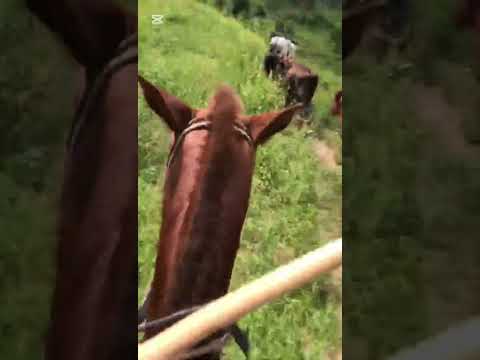 FINCA PRODUCTIVA -60 HECTÁREAS- EN CIMITARRA SANTANDER 