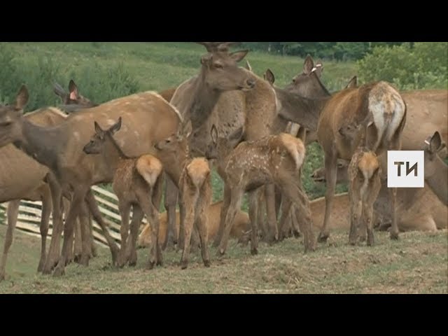 Президентские маралы прижились в лесах Татарстана и дают потомство
