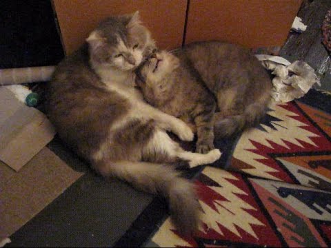 One Sided Love, cat style