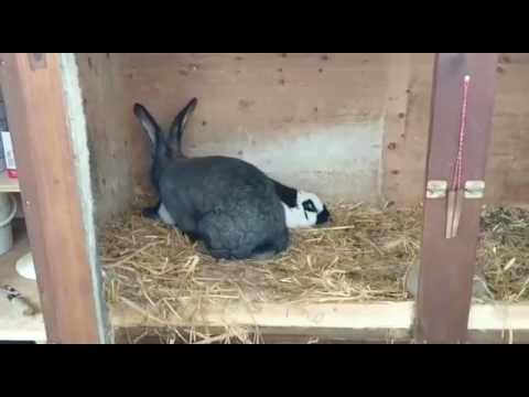 a quickie  - Una sveltina