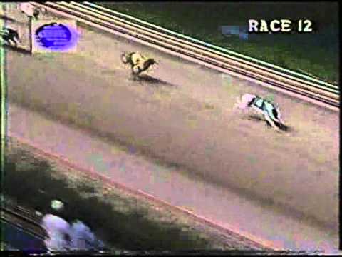 1996 World Classic at Hollywood Florida Greyhound Track
