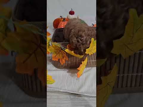 Toy Crvena Pudla/Crvene Pudle - štenci video thumbnail