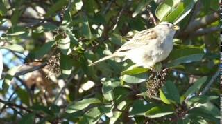 White-crowned Sparrow