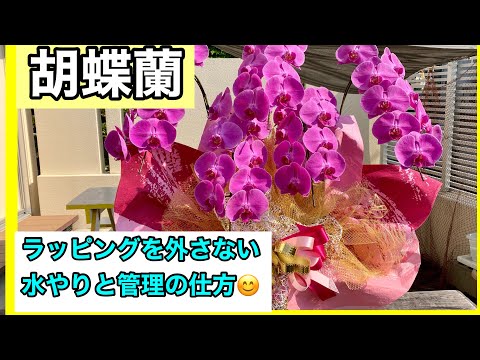 蘭に最適な水やり方法を知っていますか?溺れないようにする方法は次のとおりです！  庭園