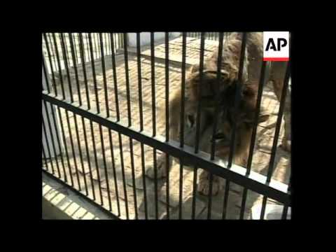 (V) INDIA: SICK LION CONTROVERSY