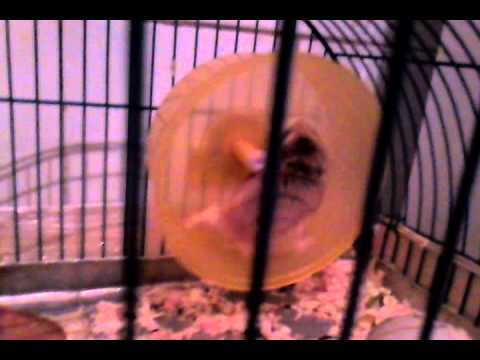 Un hamster nebun pe nume ,,Ianos" :))