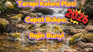 Download lagu LIHAT RESPON PLECIMU !!! TERAPI PLECI KOLONI  mp3