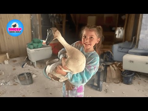 A Goose Showed Up at Our Garage… and Quietly Became Family