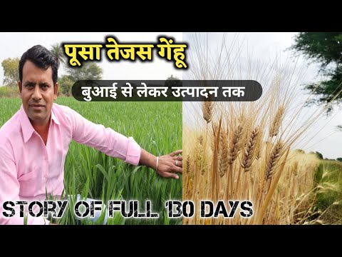 Dried wheat seeds hi 8759 pusa tejas, for food processing, p...
