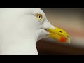 Sneaky Sandwich Thief BBC Earth