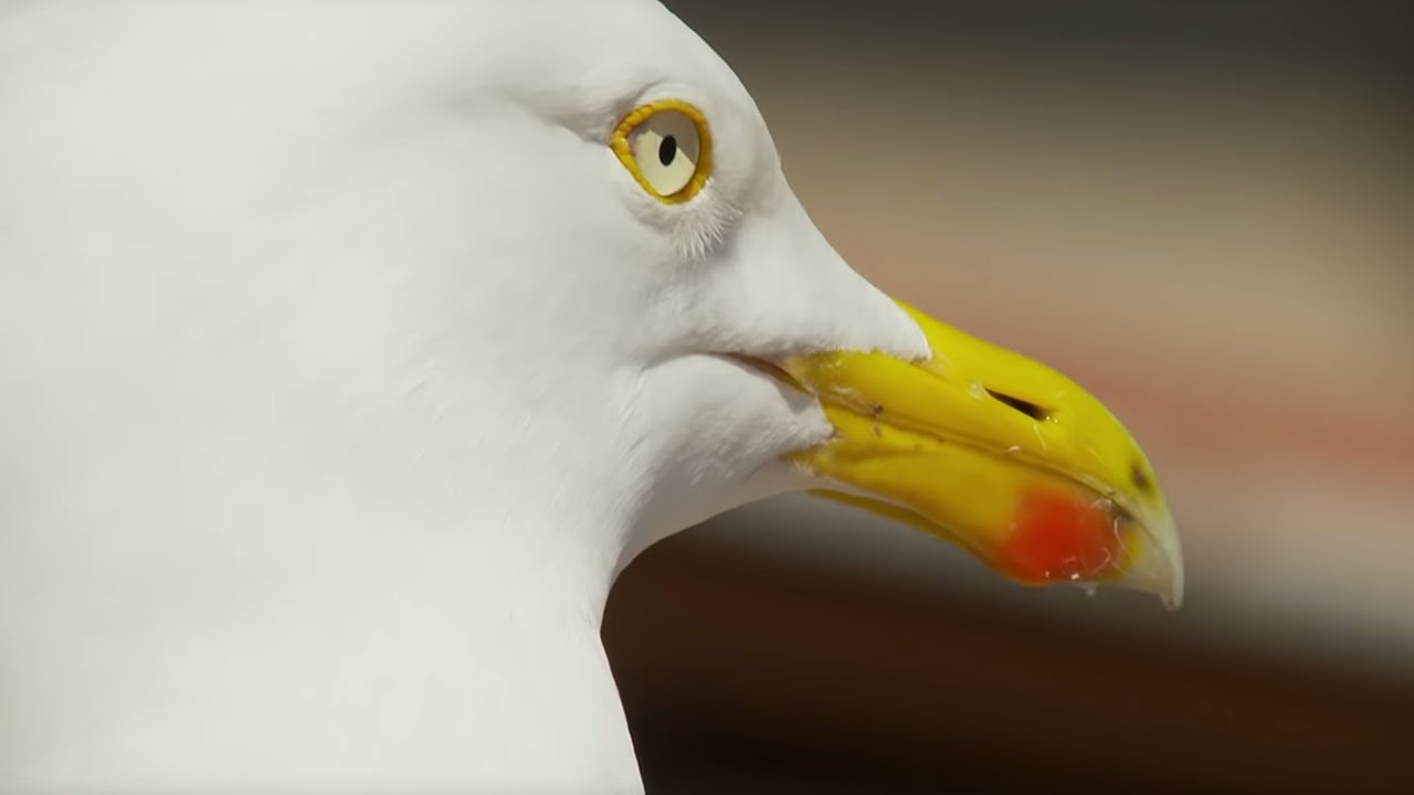 人間のサンドイッチを盗むセグロカモメの映像(BBC Earth)