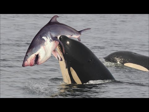 How Orcas Kill Great White Sharks | Killer Whale vs Great White