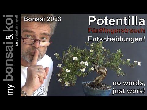 Bonsai 2023-47 - no words, just work! - Potentilla - Fünffingerstrauch - Entscheidungen!