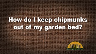 Q&A – How do I keep chipmunks out of my garden bed?