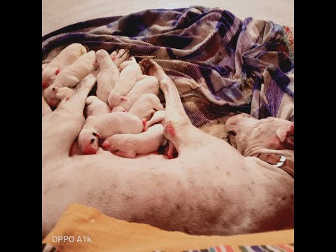 Noora First Delivery🐕🐶vlog 8