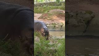 Download lagu HIPPOPOTAMUS thiruvananthapuram zoo animals video part 8 (ASHIK's FAMILY) #shorts mp3 Download lagu HIPPOPOTAMUS thiruvananthapuram zoo animals video part 8 (ASHIK's FAMILY) #shorts mp3