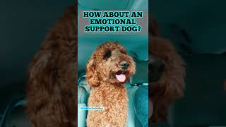 ARE YOU GOING ON A CRUISE AGAIN? I CAN PRETEND TO BE A SERVICE DOG. EMOTIONAL SUPPORT DOG?