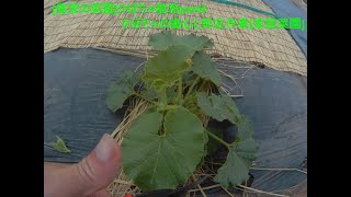 [農家の菜園]21/05/14　かぼちゃの栽培part4 摘心と剪定作業　[家庭菜園]