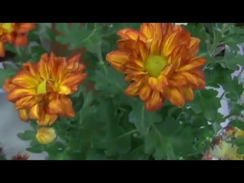 Ruzen Flowers Newton KS 30 second video