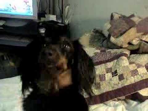 Funny Talking Dog (Snicky Snaks)